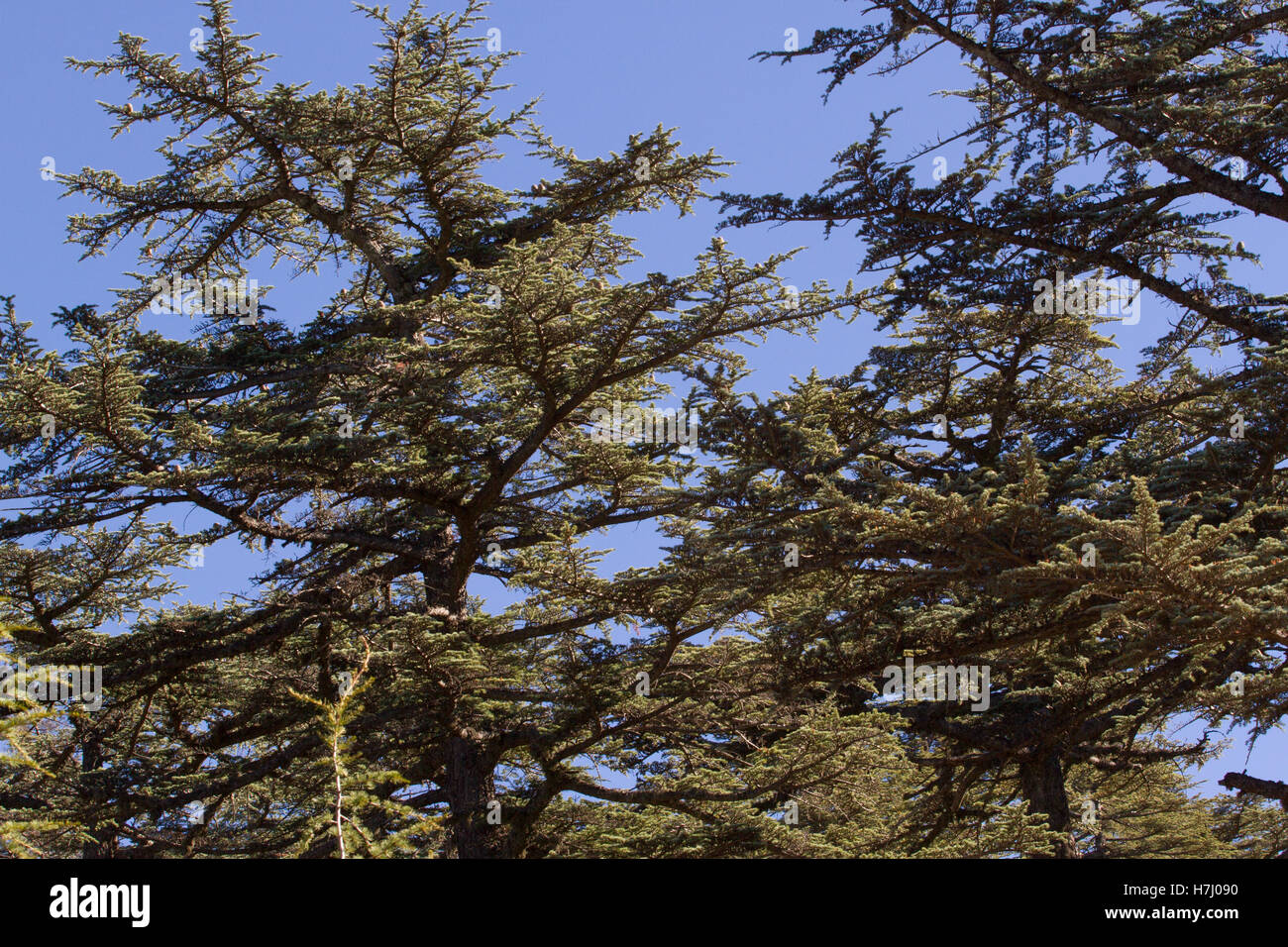 Lebanese cedar pinecone in the forest in the mountains Stock Photo