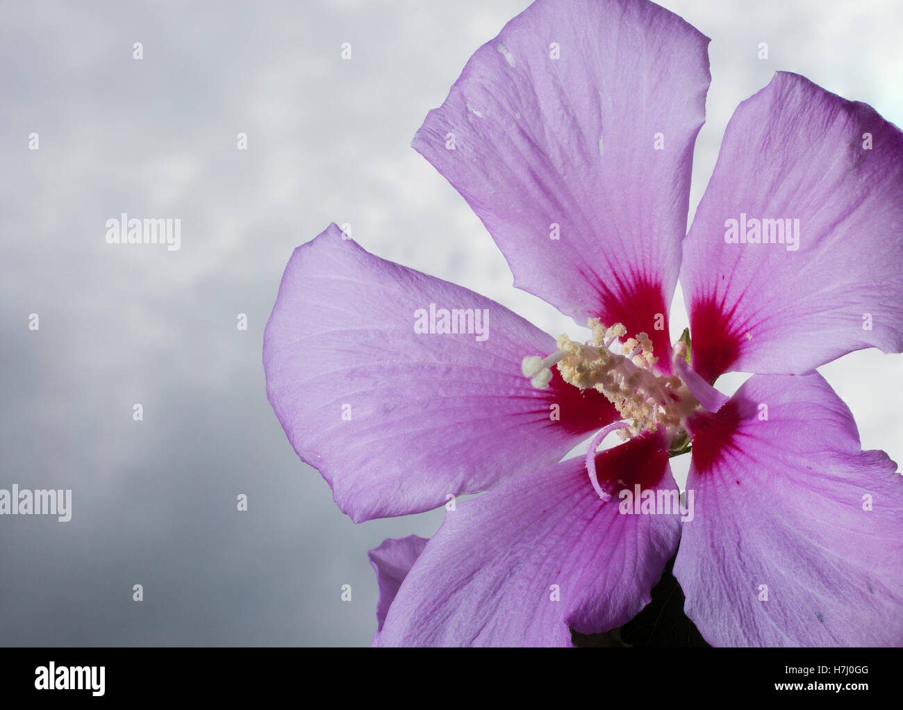 Purple hibiscus bloom with clouds as the background Stock Photo Alamy