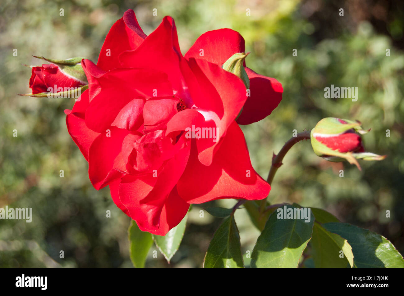One red rose bud in the garden. Summer love flower. Close up Stock Photo