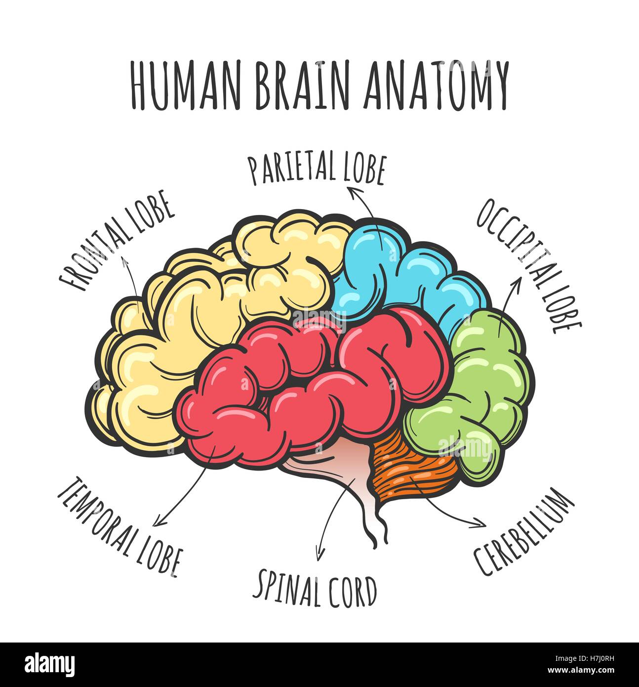 Parts Of The Brain Human Gallery - How To Guide And Refrence - 1294 x 1390 jpeg 194kB