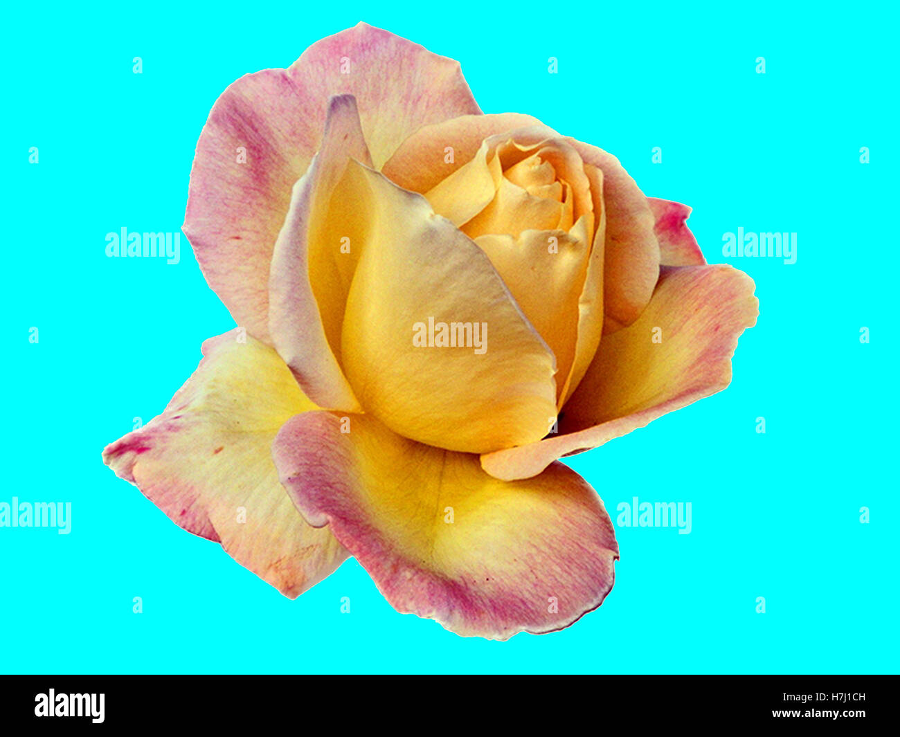 Yellow rose on a white background Stock Photo Alamy