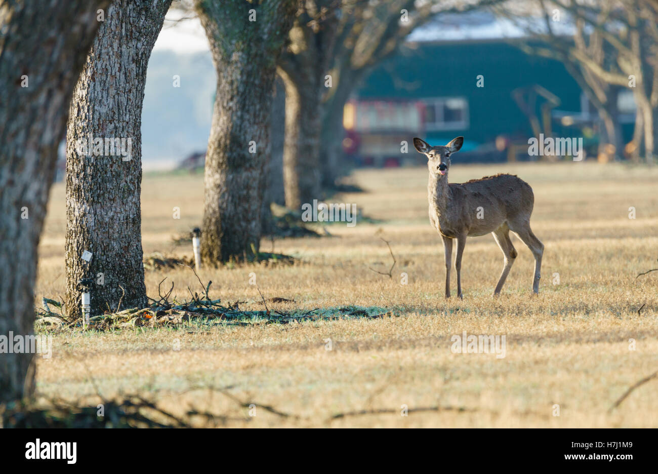 Whitetail doe under pecan trees Stock Photo
