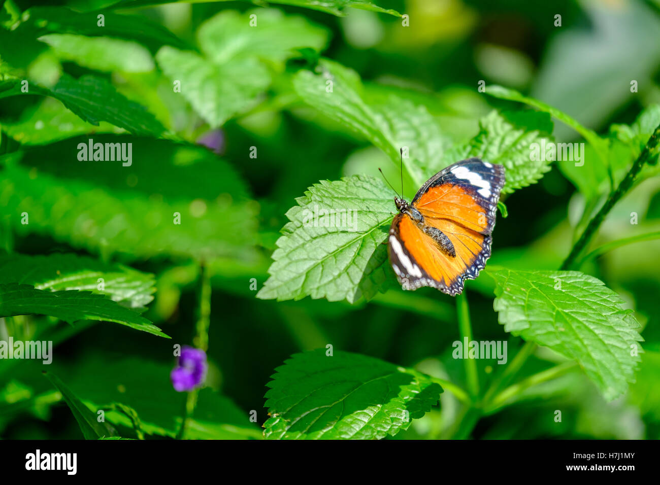 Monarch butterfly on a leaf Stock Photo - Alamy
