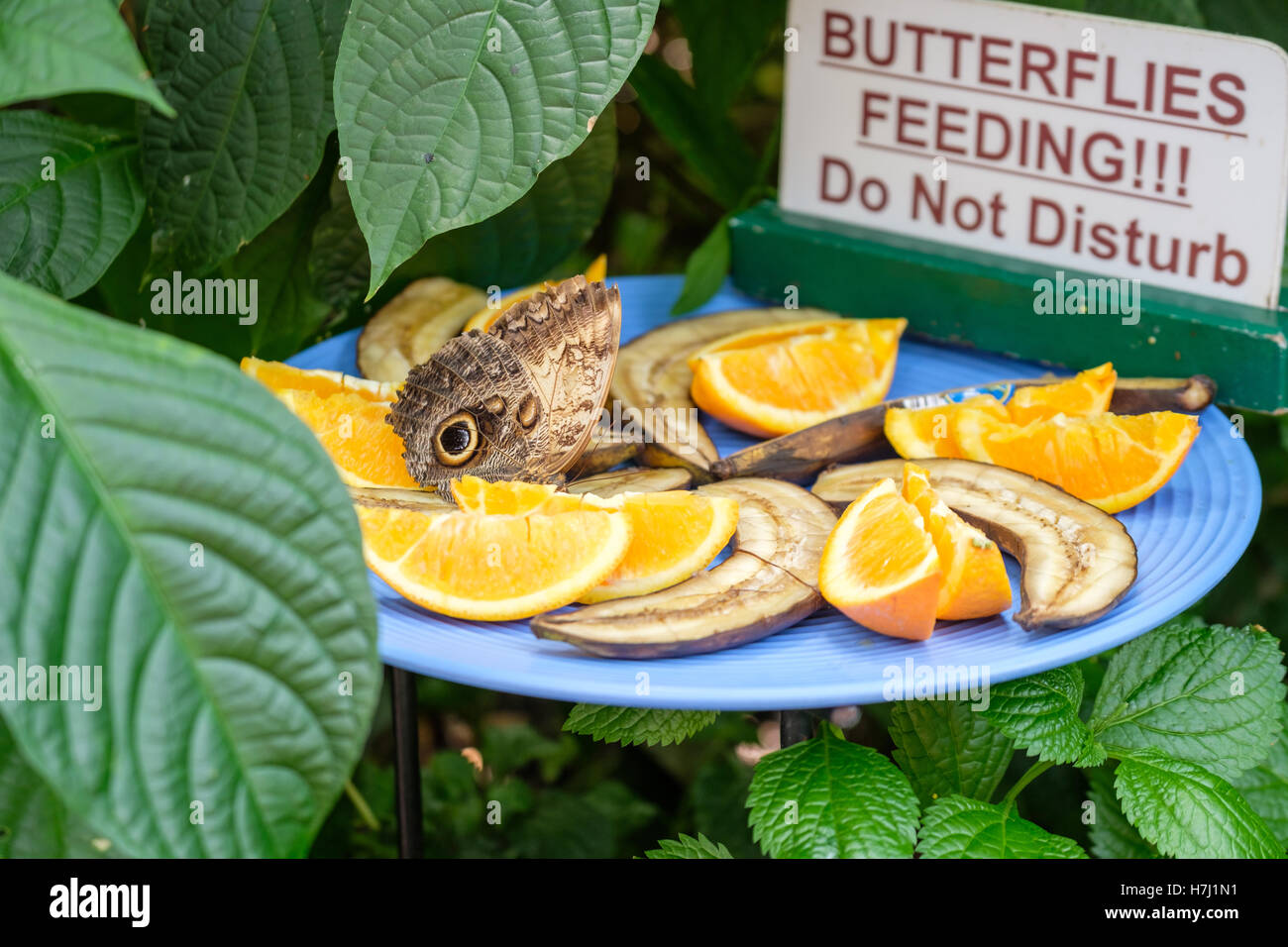 Butterfly feeding on oranges and banana Stock Photo Alamy