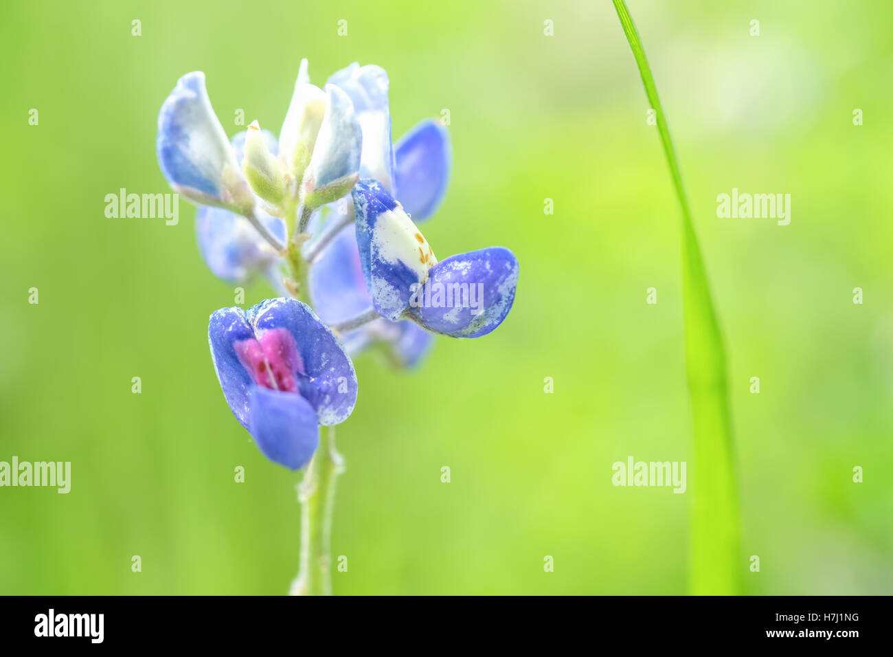 Bluebonnet Closeup (Official flower of Texas) Stock Photo