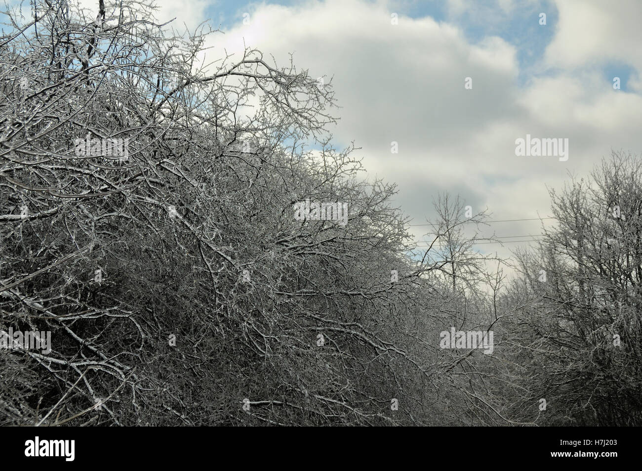 Ice covered trees in winter. Stock Photo
