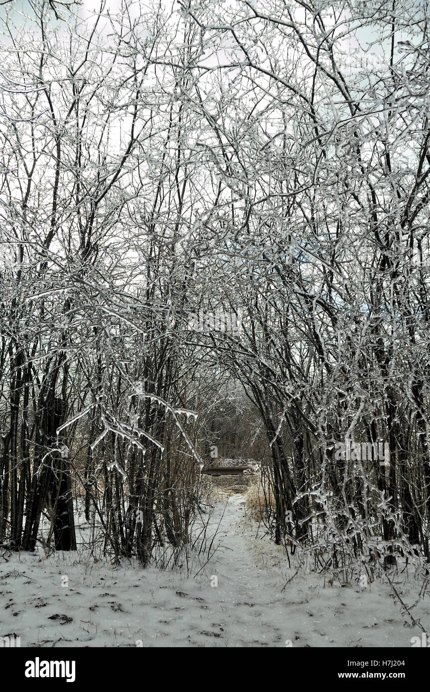 Ice covered trees over path in winter. Stock Photo