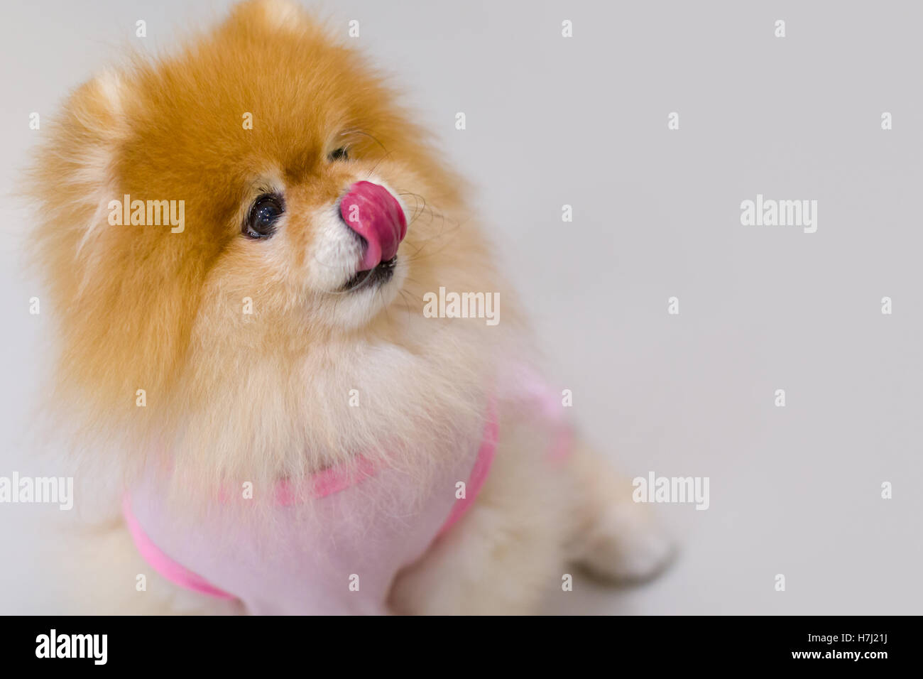 Little hungry Pomeranian dog sitting and sticking out tongue begging for food. Stock Photo