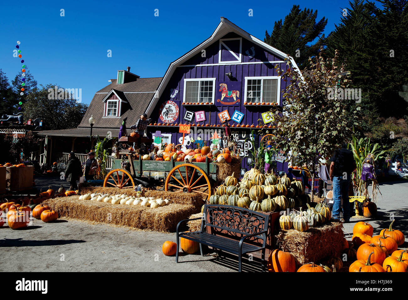 Halloween Farm display with pumpkins, Lemos Farm, Half Moon Bay, California, United States of America Stock Photo