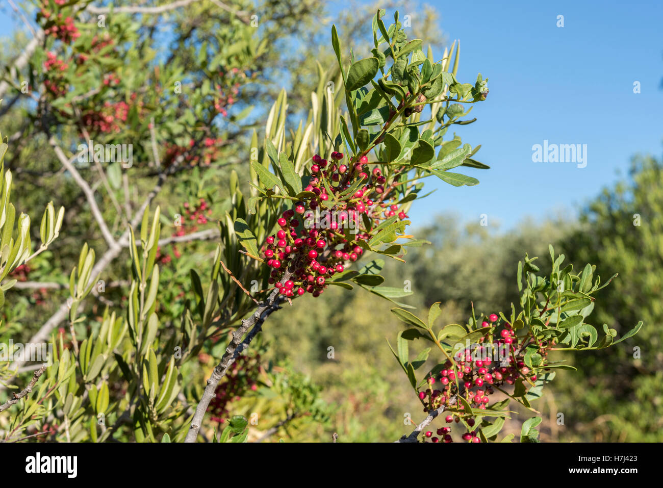 Foliage and fruits of Mastic tree, Pistacia lentiscus. It is a species in the family Anacardiaceae Stock Photo