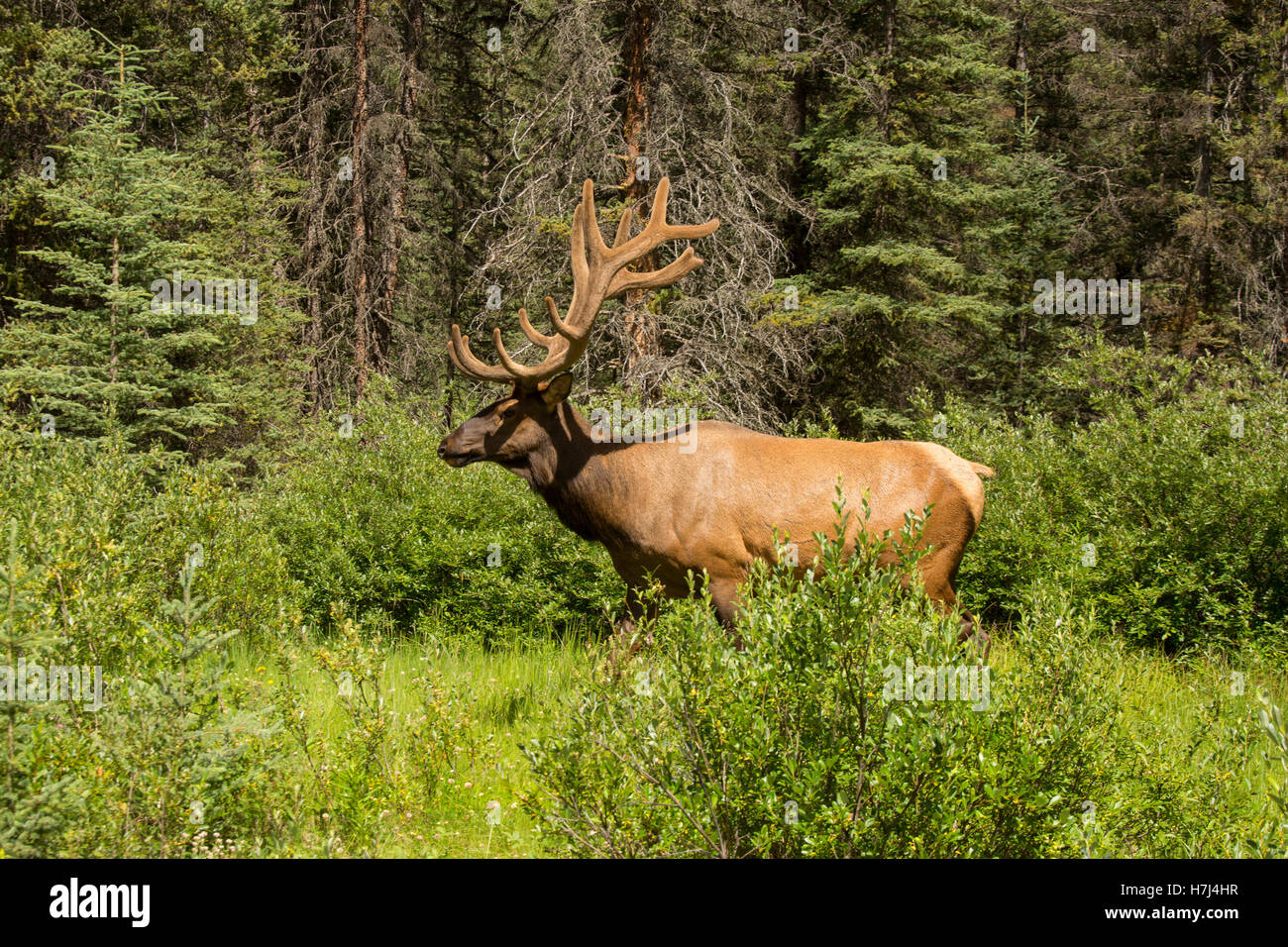 Rocky Mountain Elk Stock Photo