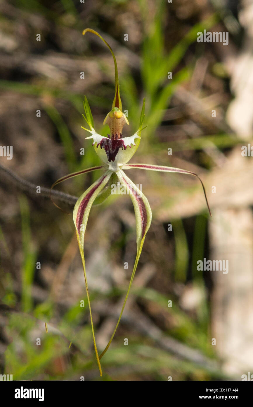 Caladenia parva, Small Spider Orchid at Boomers Reserve, Panton Hill, Victoria, Australia Stock Photo