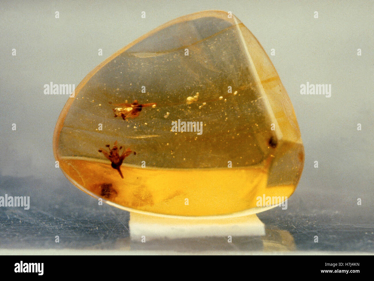 AMBER with fossil remains found at the Swedish Baltic coast Stock Photo