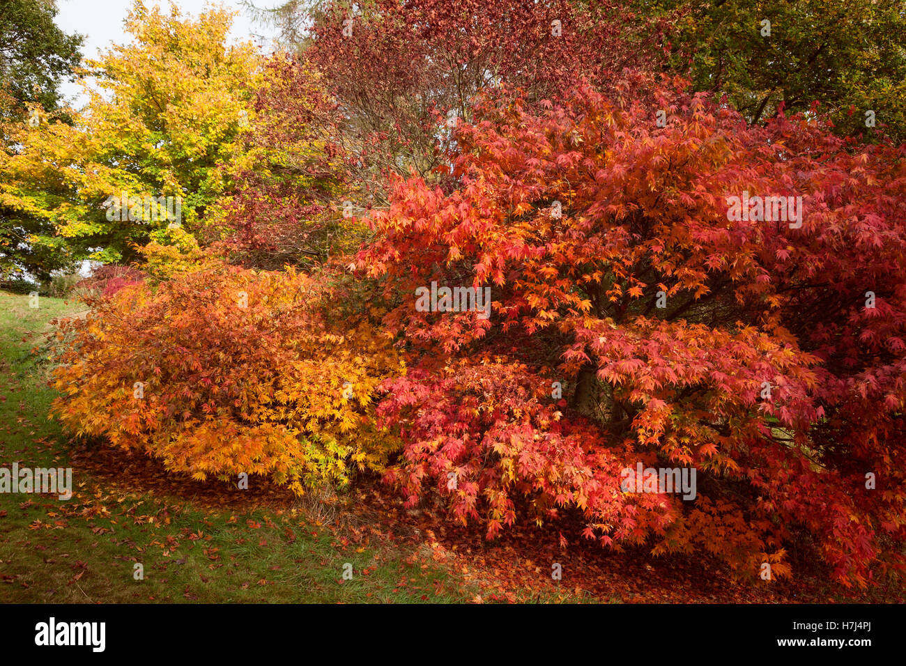 The Yorkshire Arboretum in Autumn. Castle Howard, York, UK. 2nd November 2016. Stock Photo