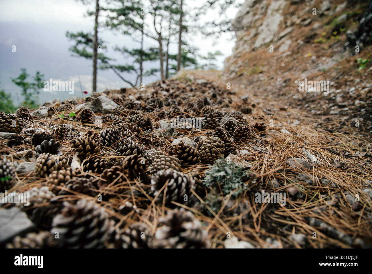 dry fir cones lying on ground with pine needles on a background of green pine trees Stock Photo