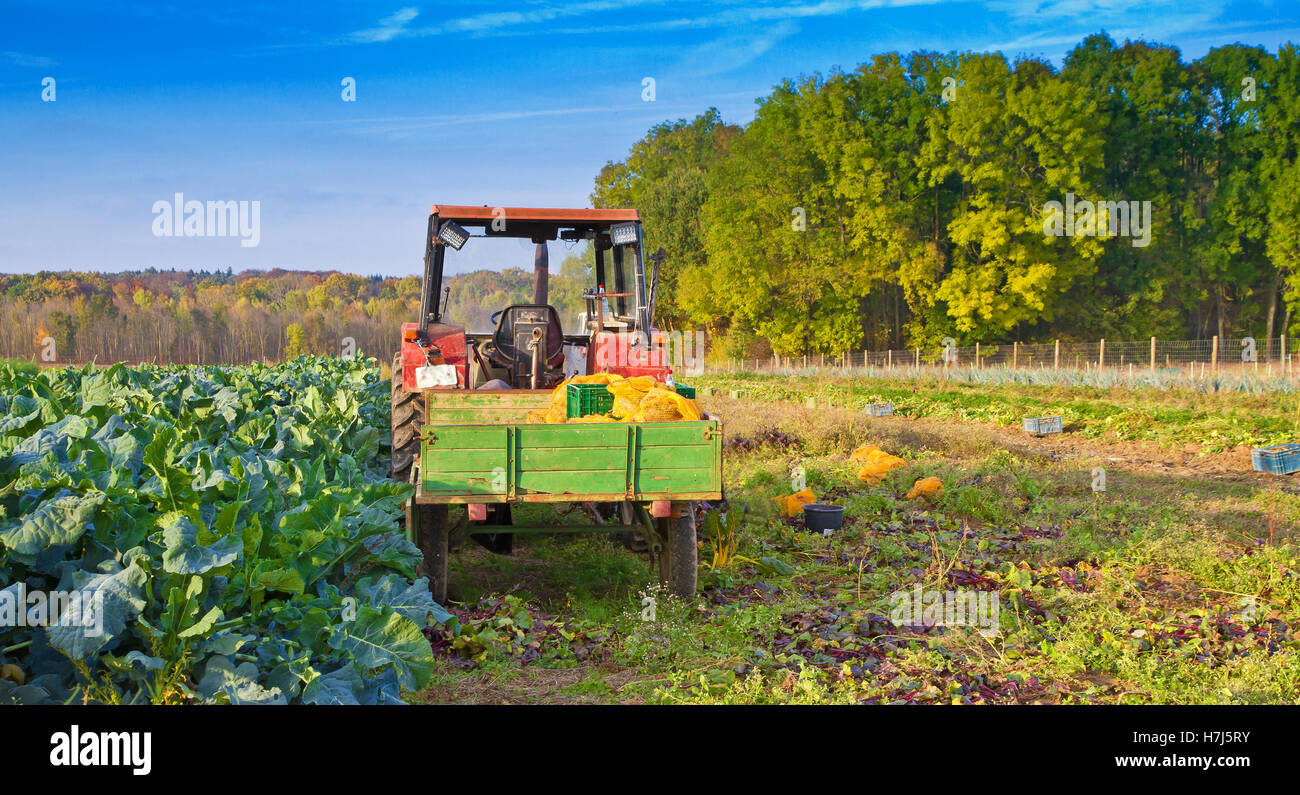 Vegetable harvest in autumn Stock Photo