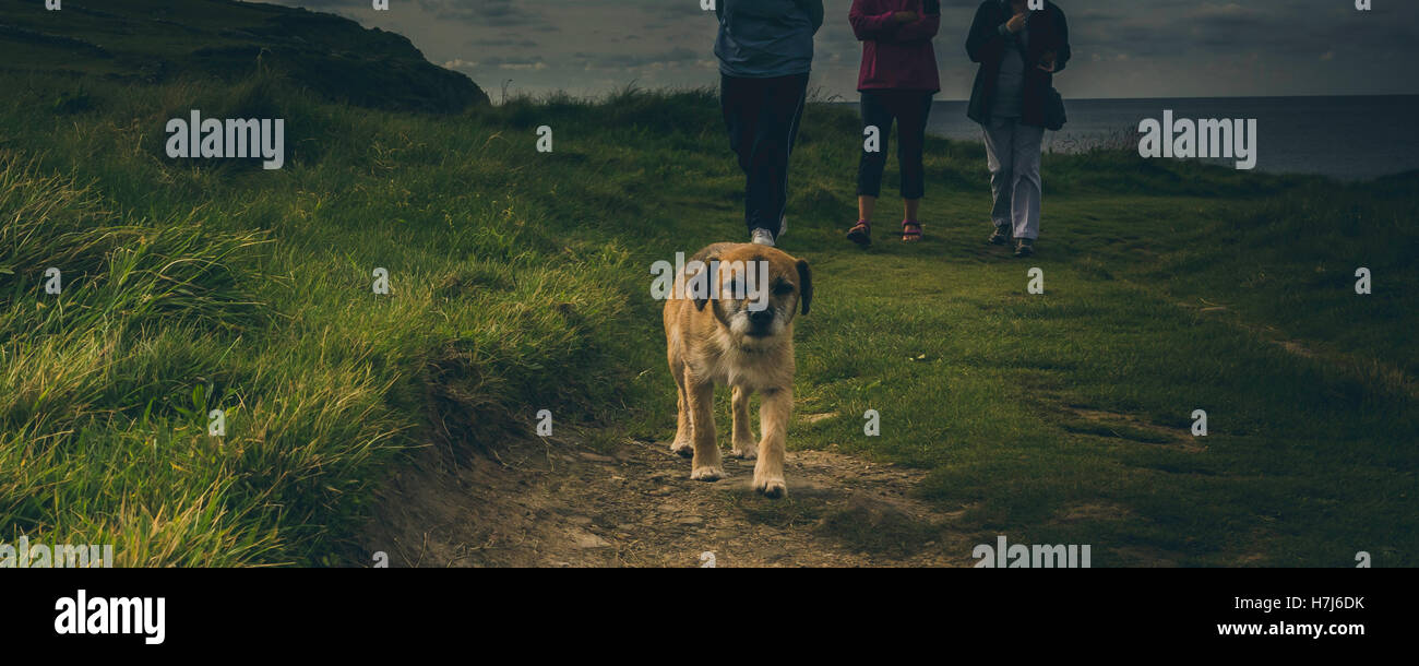 A little pup wallops towards the camera. ireland, october 2016. Stock Photo