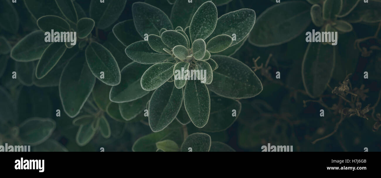 a green leaves plant growing wild. Stock Photo