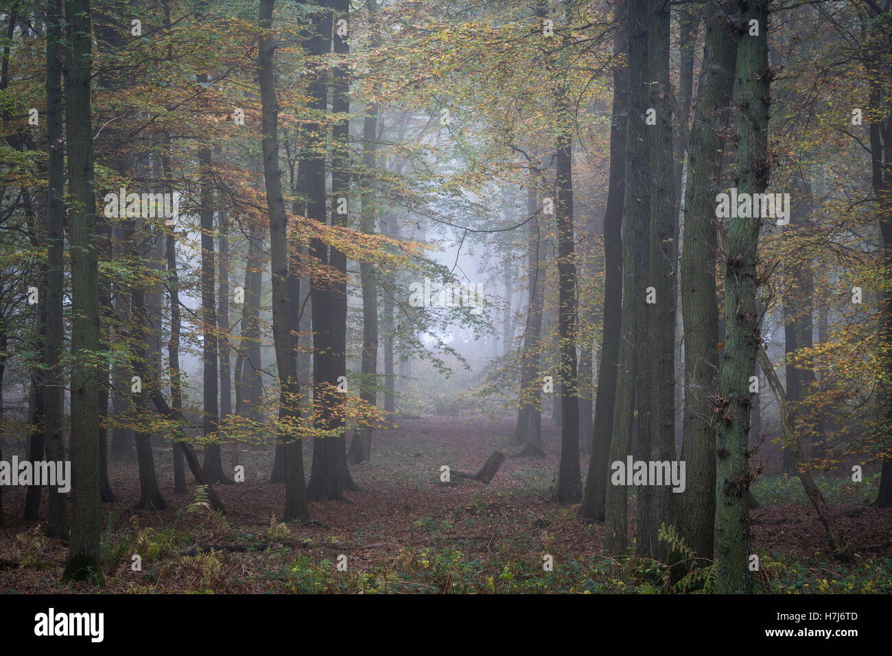 Autumn mist at Dockey Wood Stock Photo