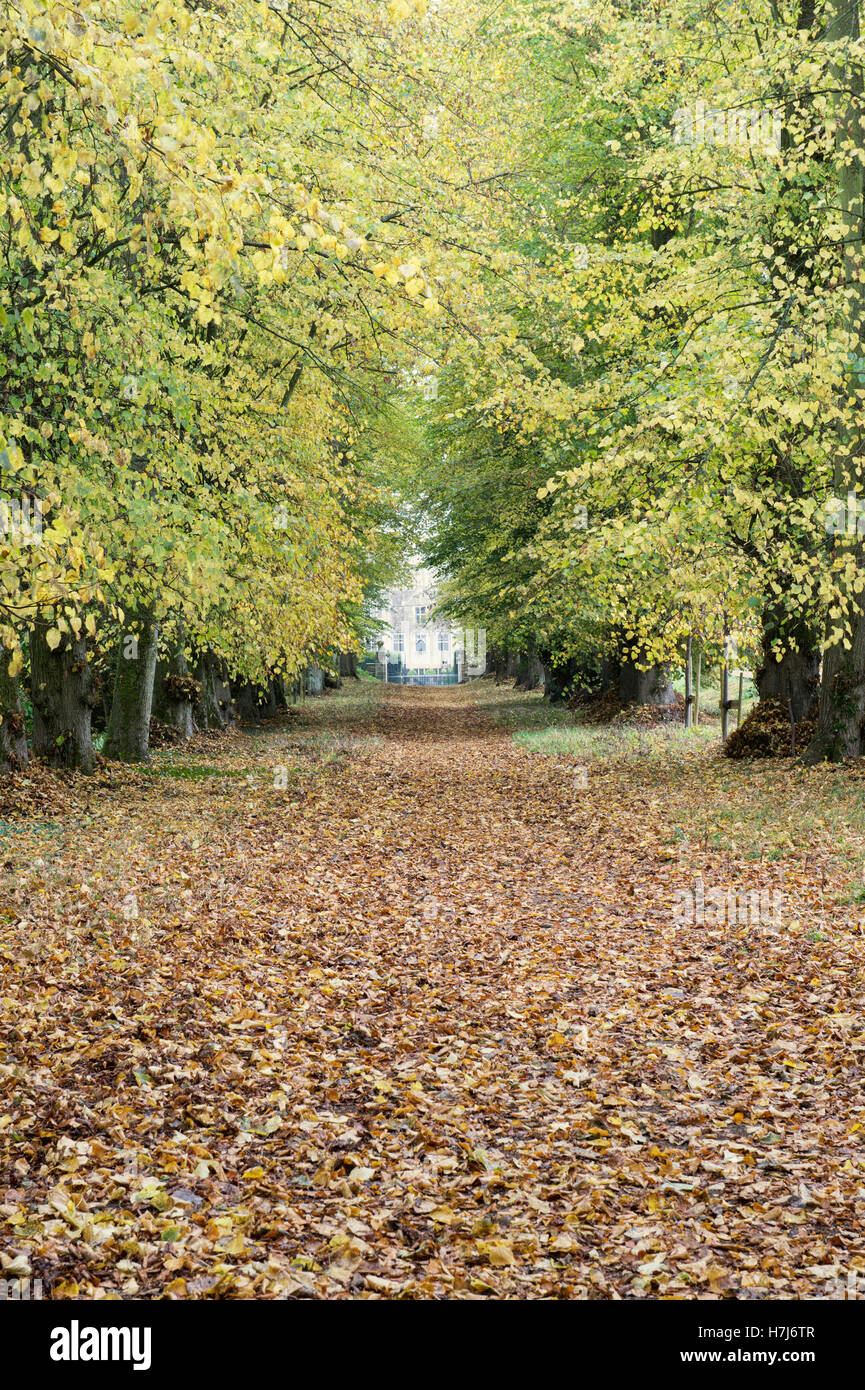 Autumn avenue of Lime trees in Shipton under Wychwood Wild Garden and