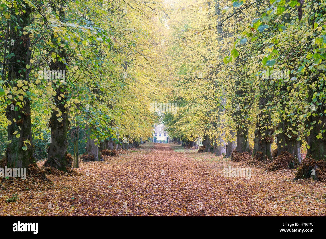 Autumn avenue of Lime trees in Shipton under Wychwood Wild Garden and