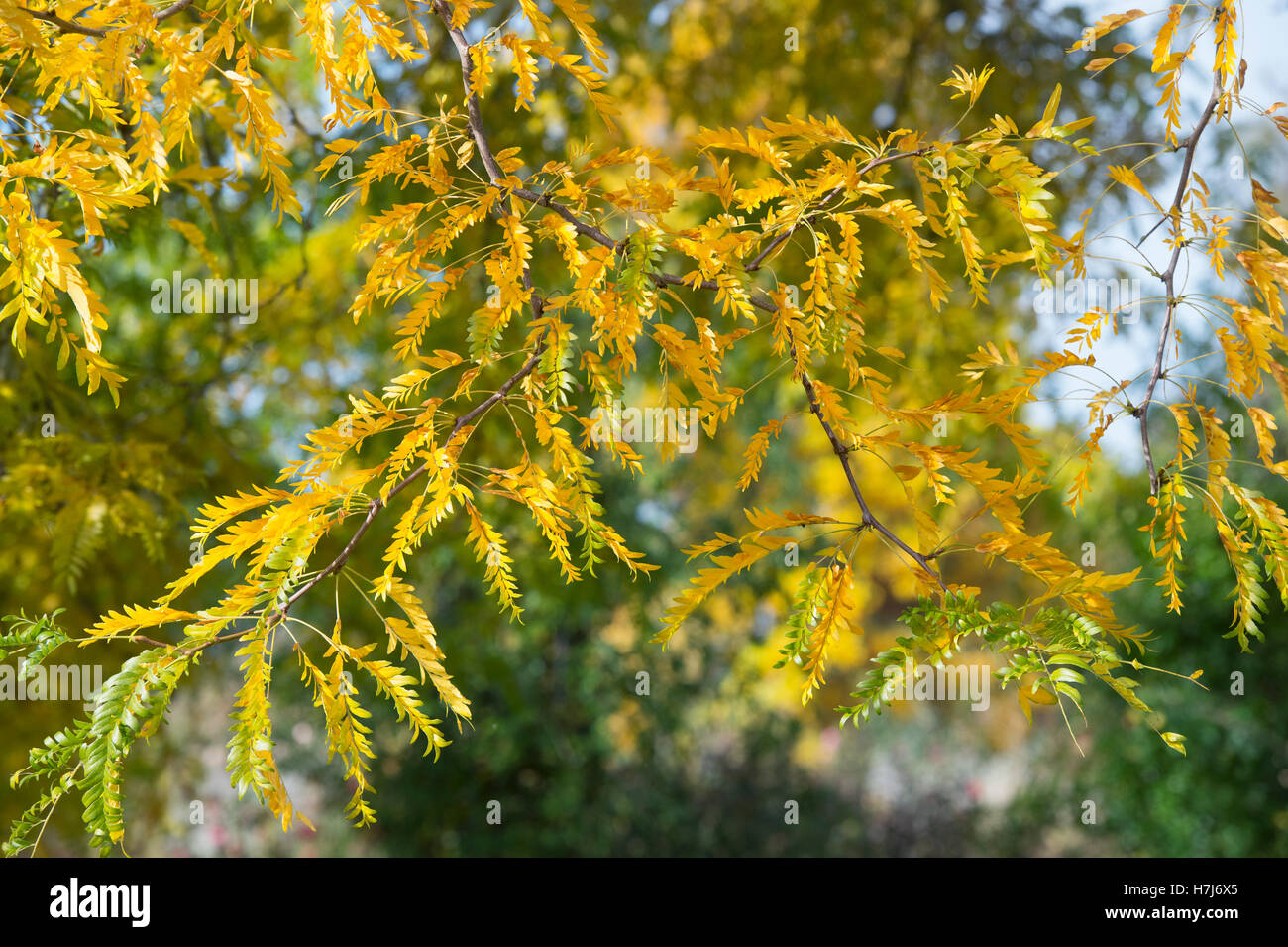 Gleditsia Triacanthos 'Sunburst'. Honey locust tree foliage in autumn at RHS Wisley Gardens, Surrey, England Stock Photo