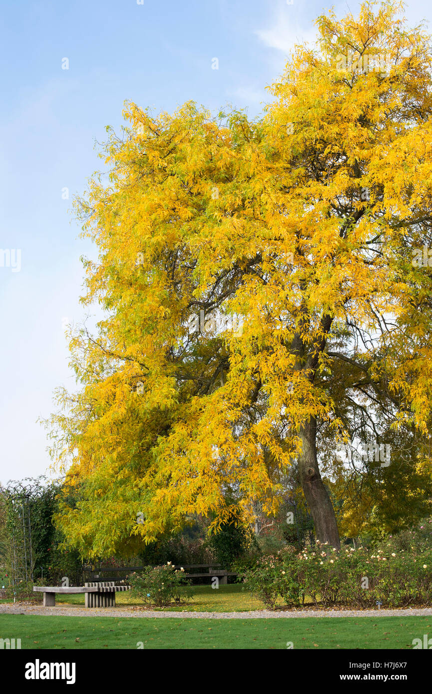 Gleditsia Triacanthos 'Sunburst'. Honey locust tree in autumn at RHS Wisley Gardens, Surrey, England Stock Photo