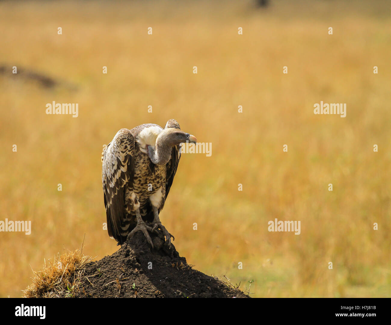 Vulture in nature wildlife kenya. vultures are found in Europe, Africa, and Asia. Stock Photo