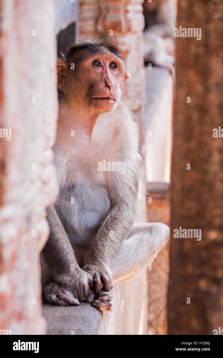 Temple monkey at Hampi, India Stock Photo