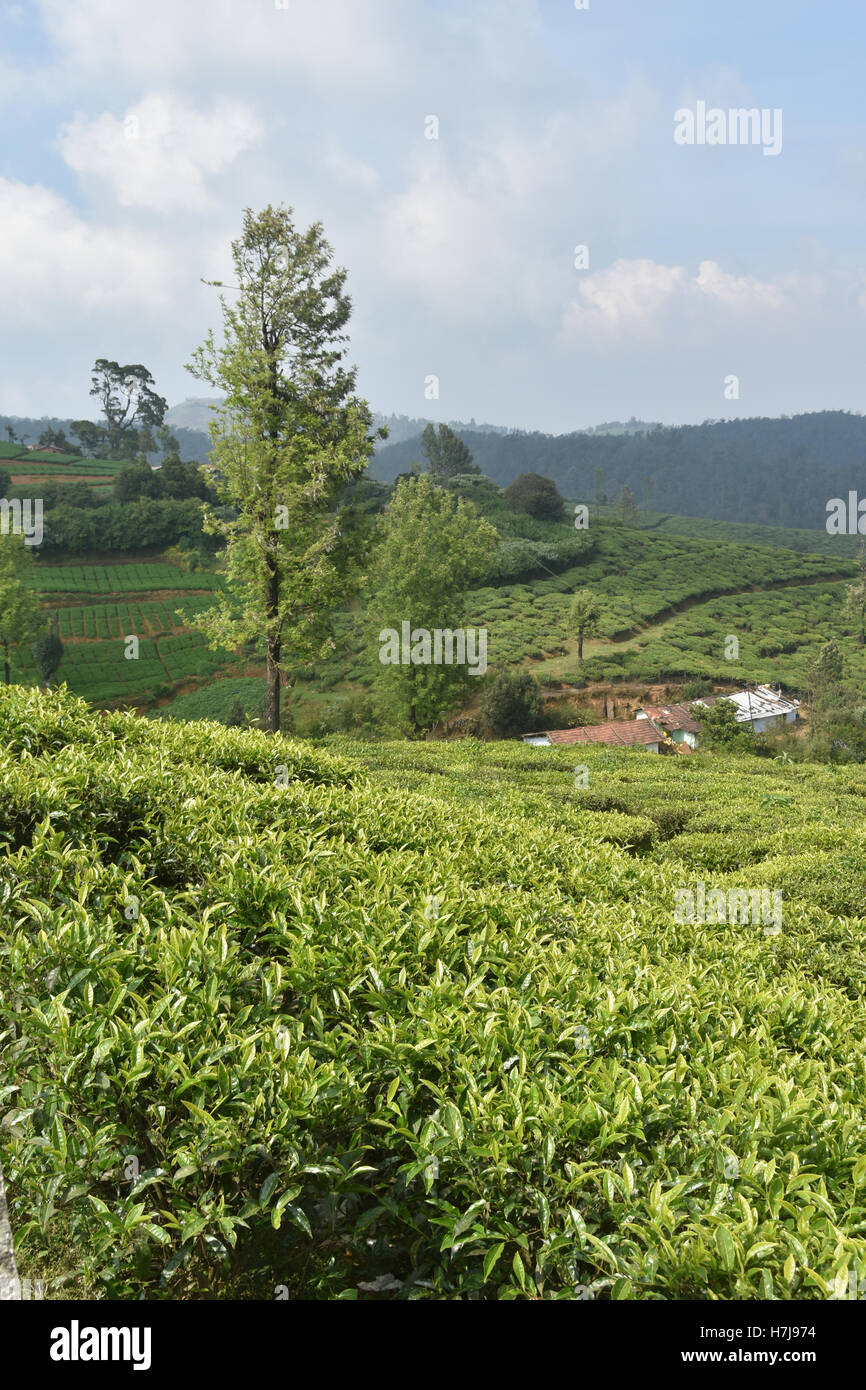 Tea gardens, South India Stock Photo - Alamy