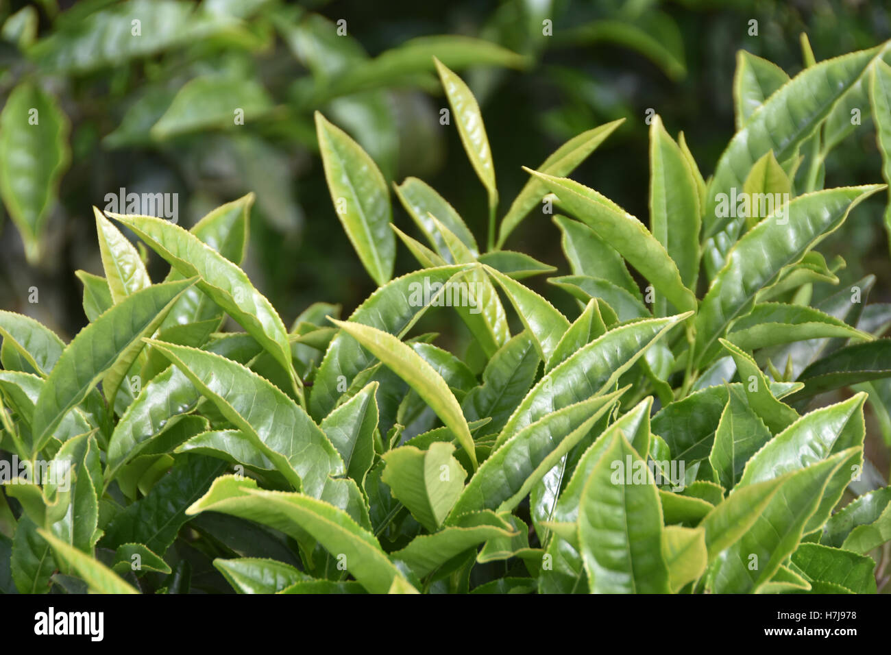 Tea gardens, South India Stock Photo