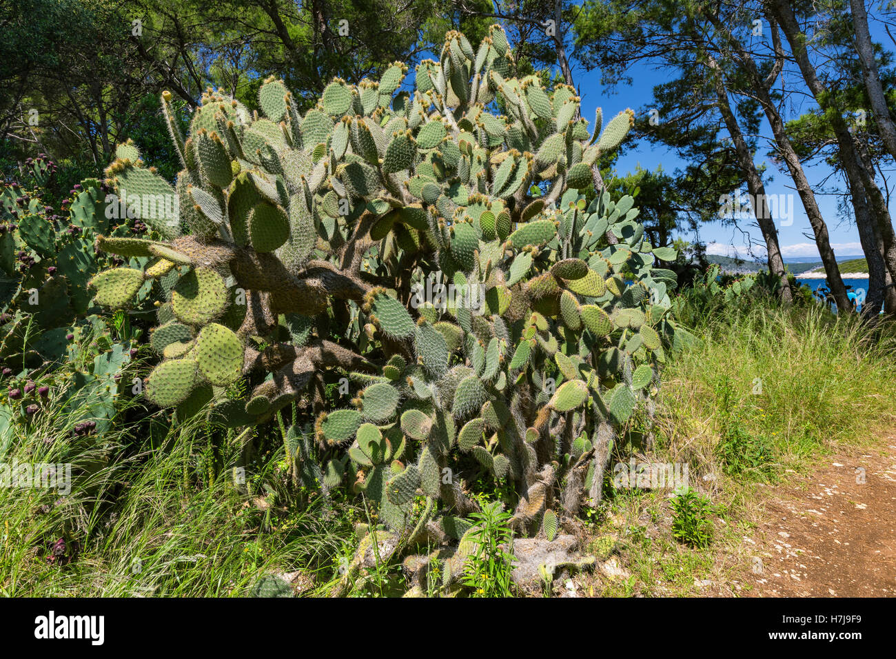 Cactaceae. Opuntia ficus-indica plant. Pakleni otoci, Hvar, Croatia. Europe. Stock Photo
