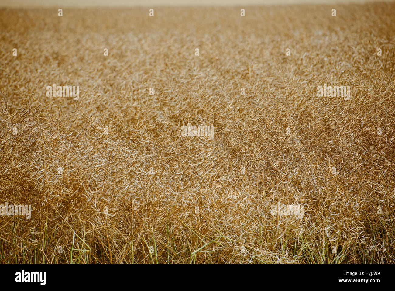 Rape field almost ready to harvesting at summer Stock Photo - Alamy