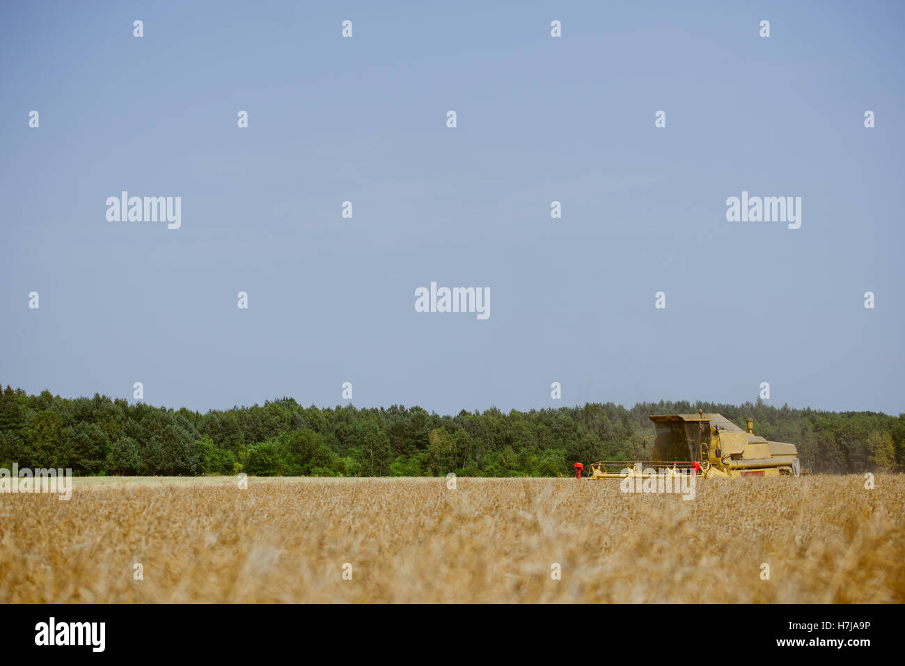 Combine harvesting the rape field at summer Stock Photo - Alamy