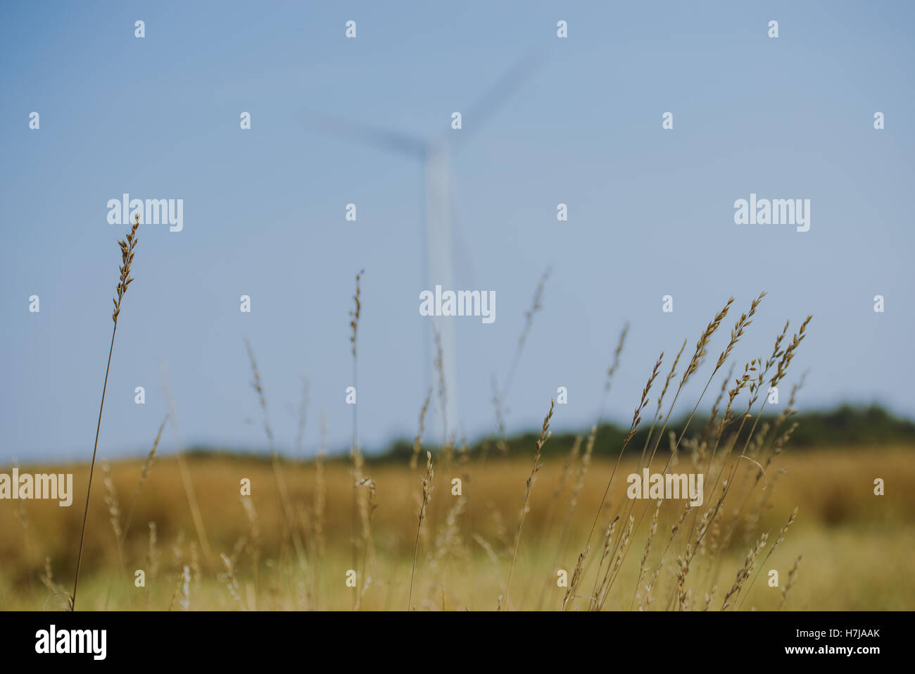 Rape field almost ready to harvesting at summer Stock Photo - Alamy