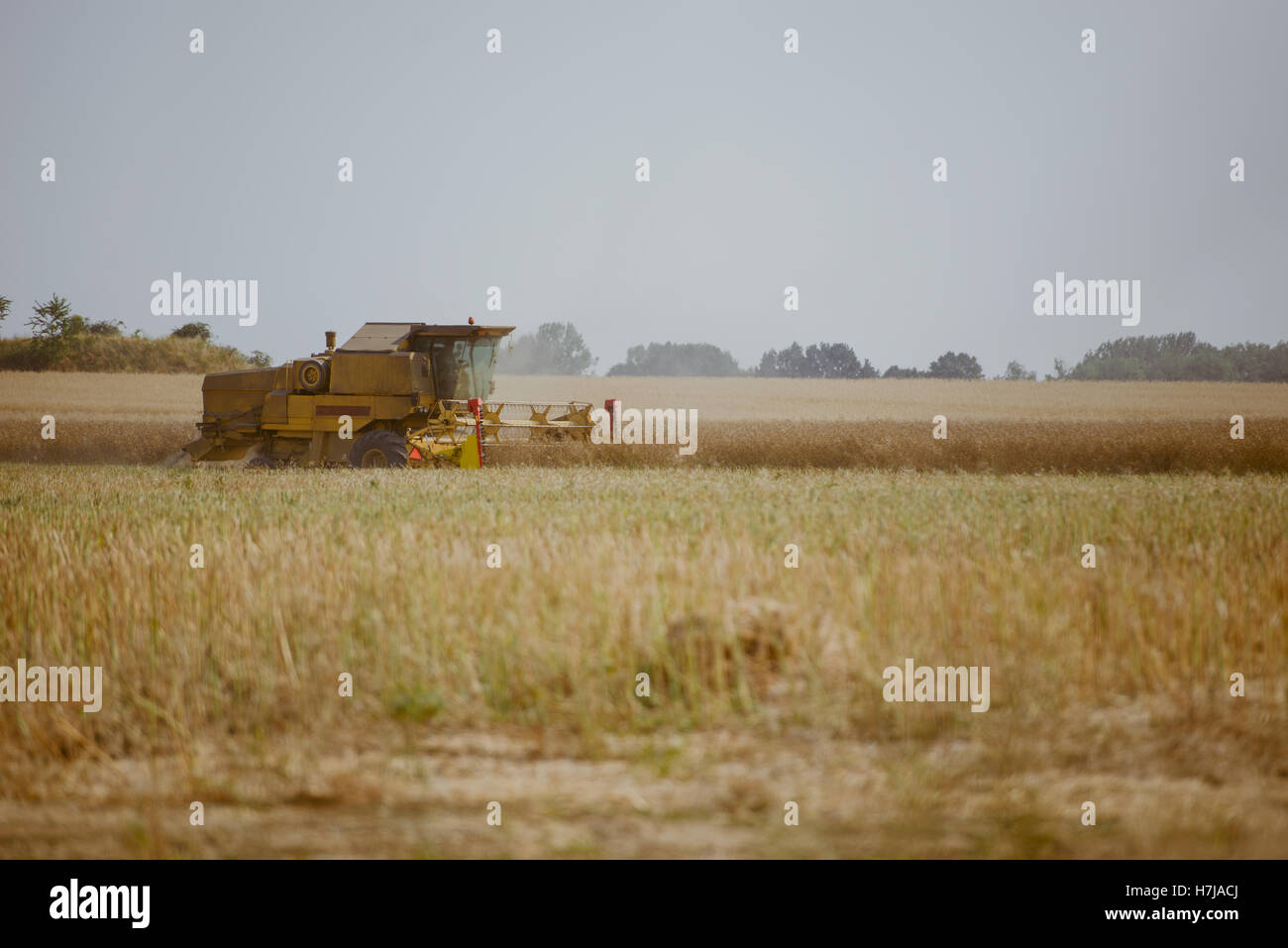 Combine harvesting the rape field at summer Stock Photo - Alamy