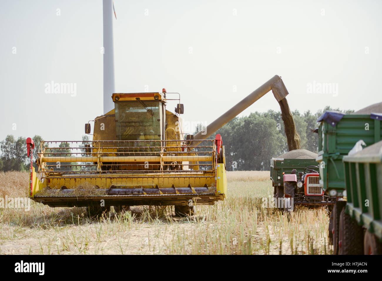 Combine harvesting the rape field at summer Stock Photo - Alamy