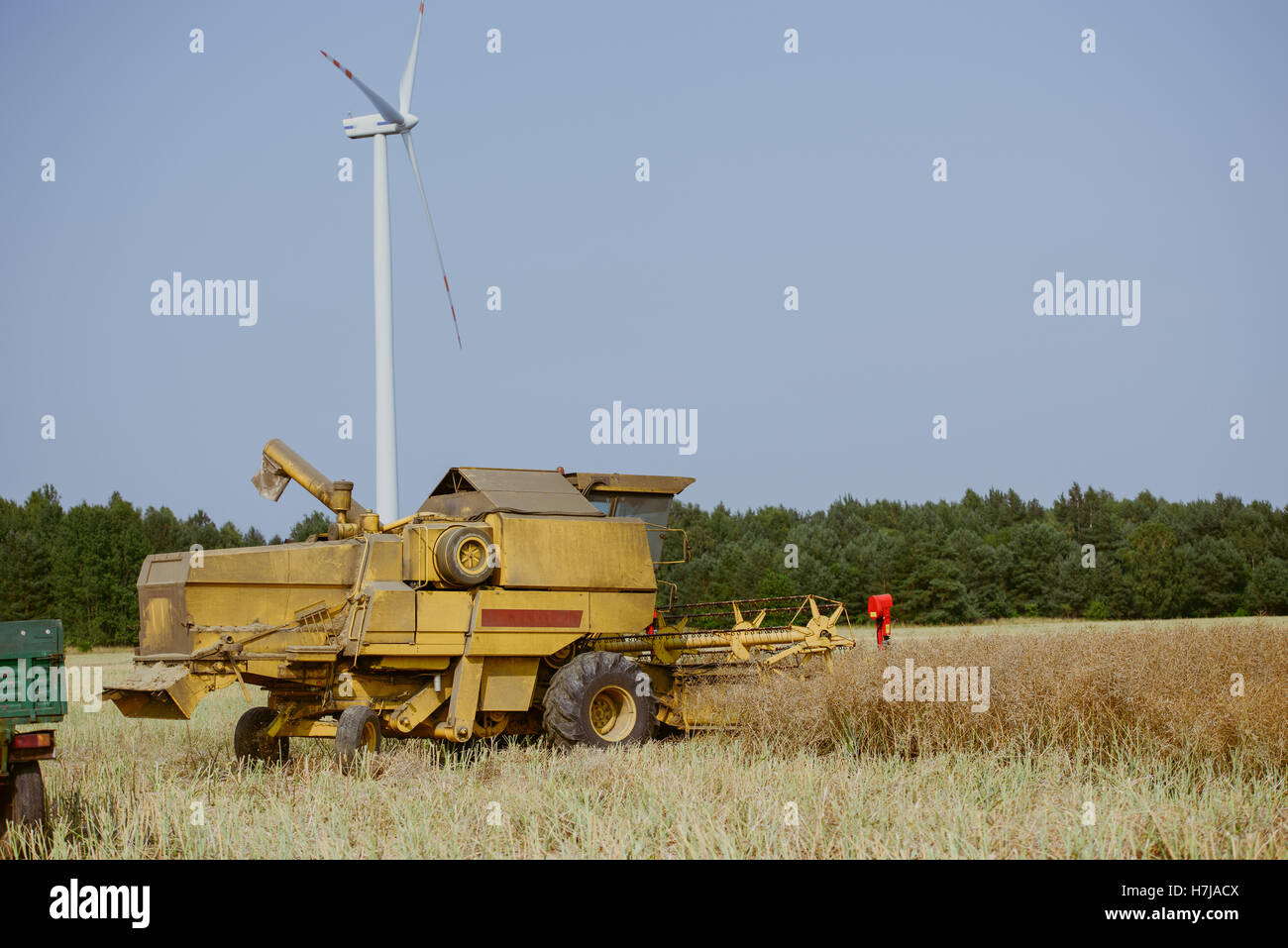 Combine harvesting the rape field at summer Stock Photo - Alamy