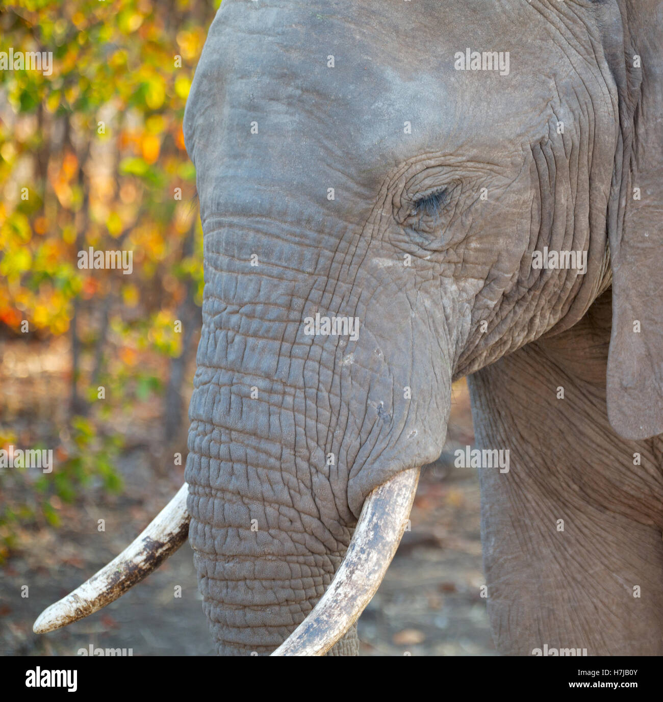 blur in south africa kruger wildlife nature reserve and wild elephant Stock Photo Alamy