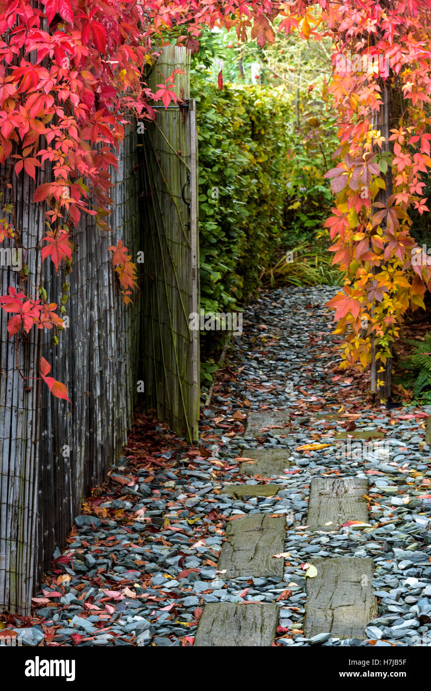 Parthenocissus Quinquefolia Virginia Creeper vitis Stock Photo