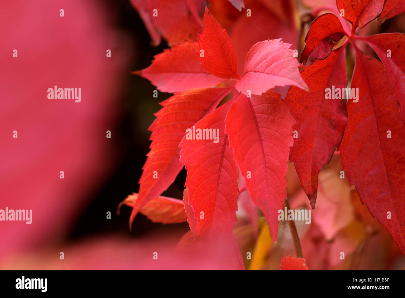 Parthenocissus Quinquefolia, vitis, Virginia Creeper, red autumn colour. Stock Photo