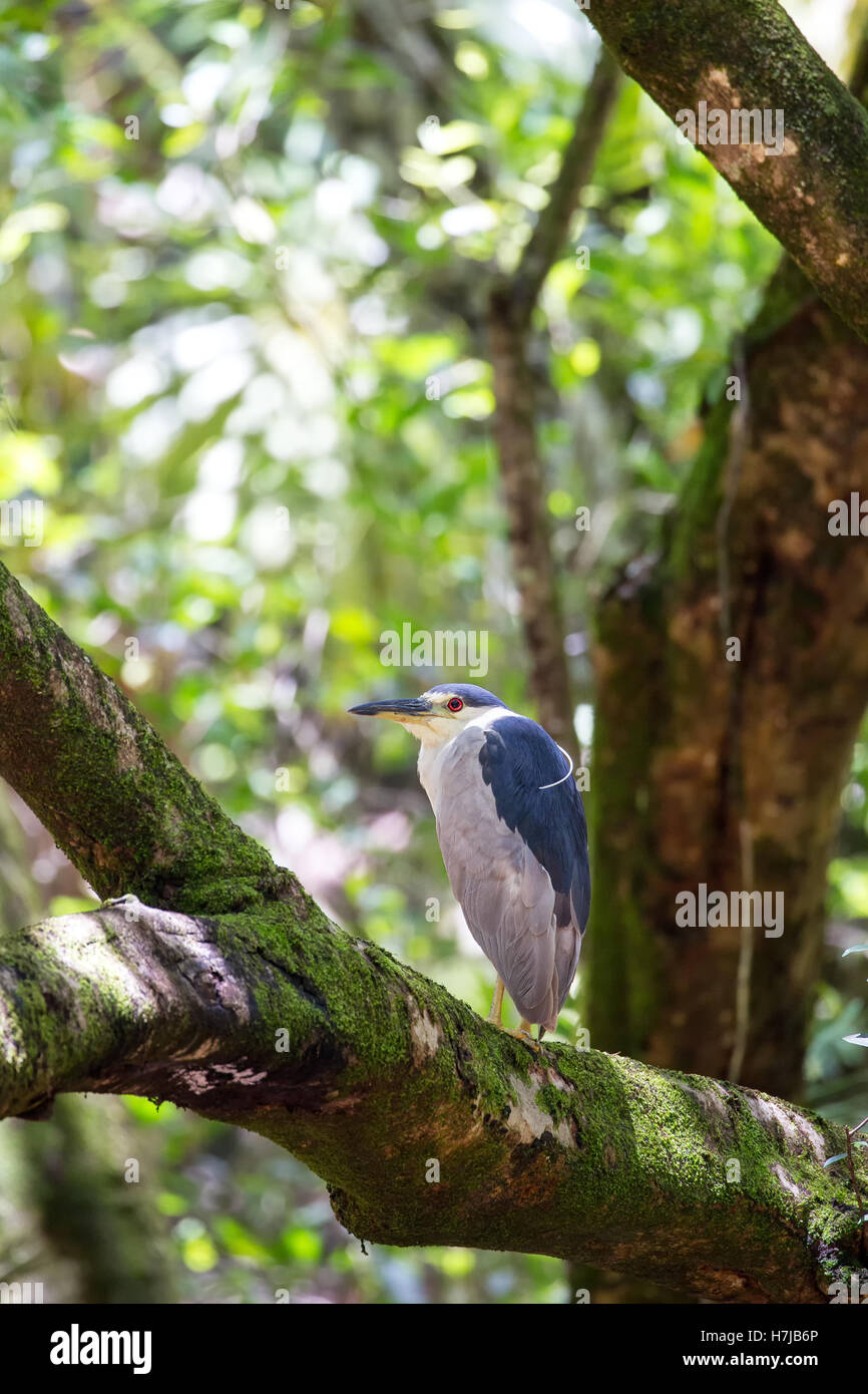 Black-crowned night heron (Nycticorax nycticorax) sitting in a tree in the Waimea Valley on Oahu, Hawaii, USA. Stock Photo