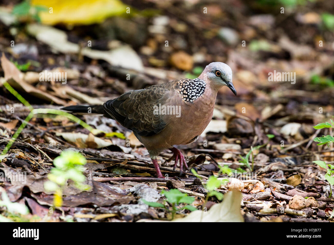 Spotted dove (Spilopelia chinensis) in the Waimea Valley on Oahu