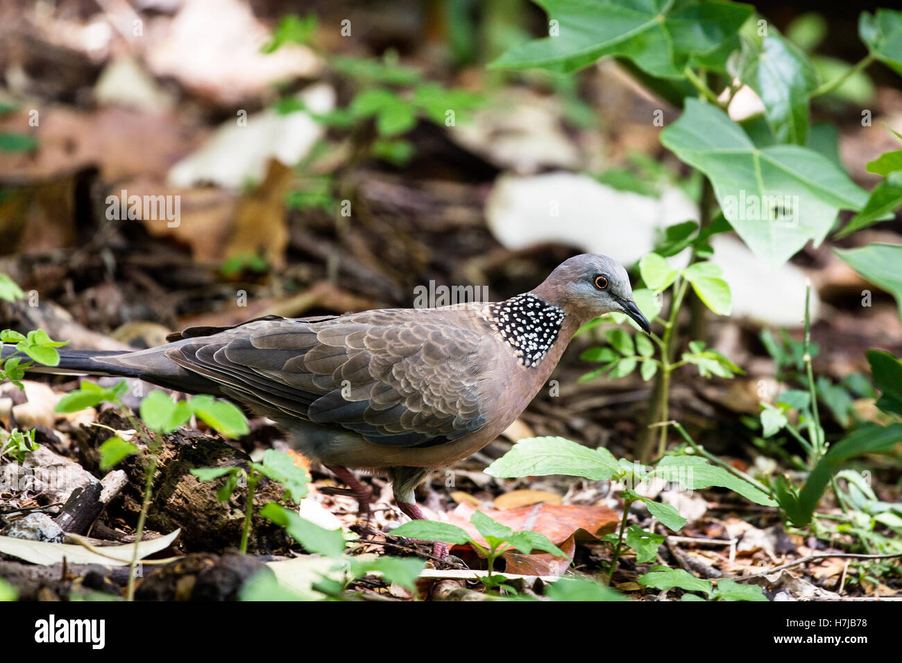 Spotted dove (Spilopelia chinensis) in the Waimea Valley on Oahu