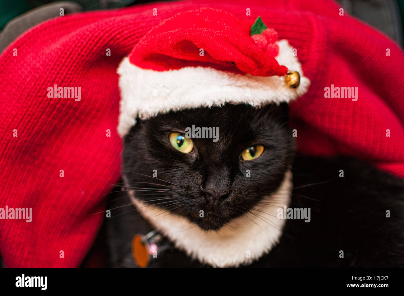 grouchy black cat wearing a santa hat Stock Photo