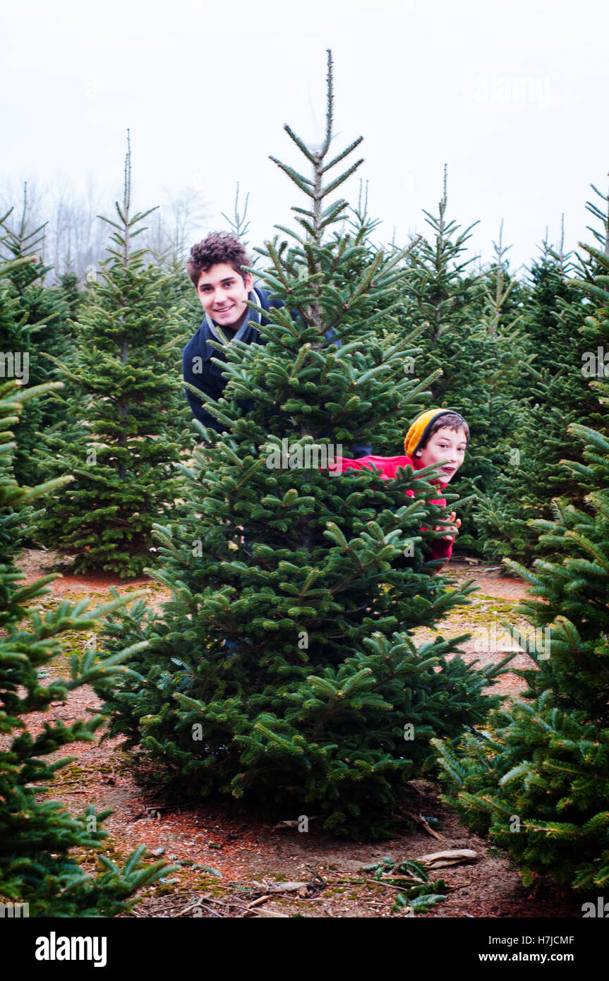 two brothers having fun at a cut your own christmas tree farm Stock