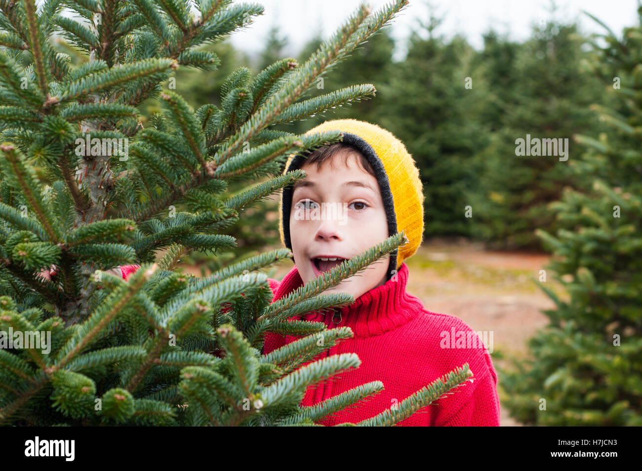 Cut your own christmas tree farm kitchener waterloo