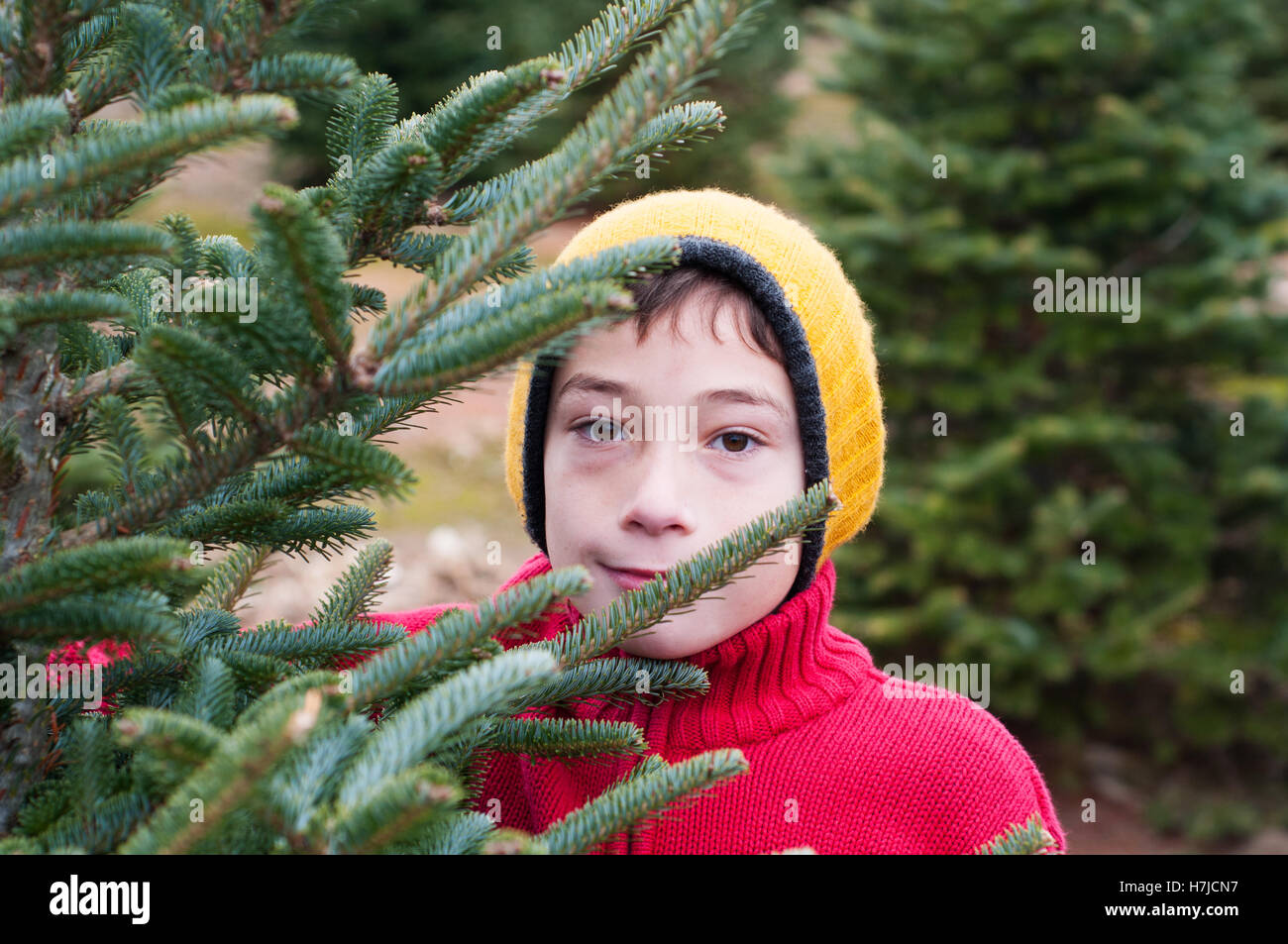 Calgary cut your own christmas tree