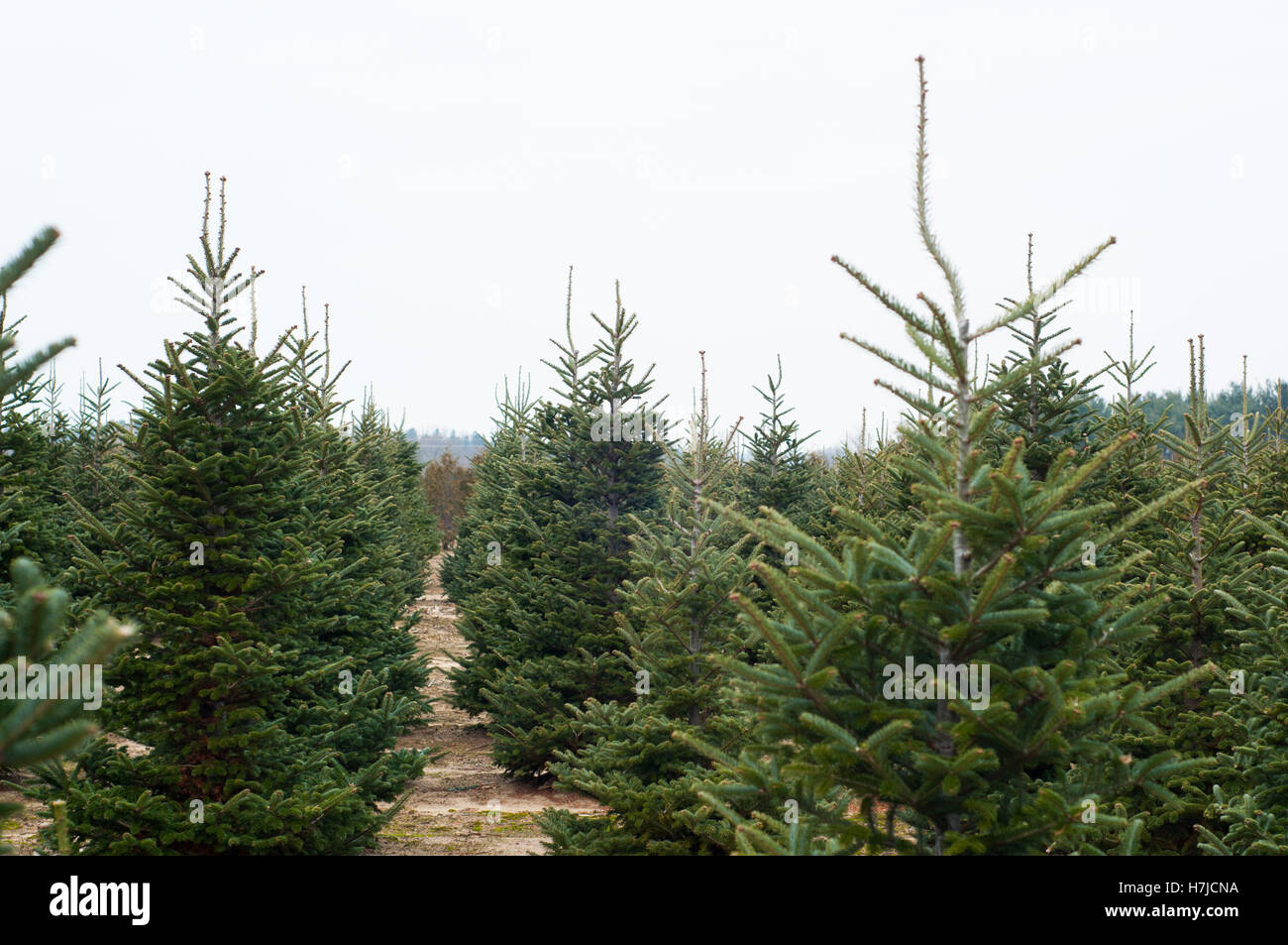 rows of evergreen trees at a cut you own christmas tree farm Stock