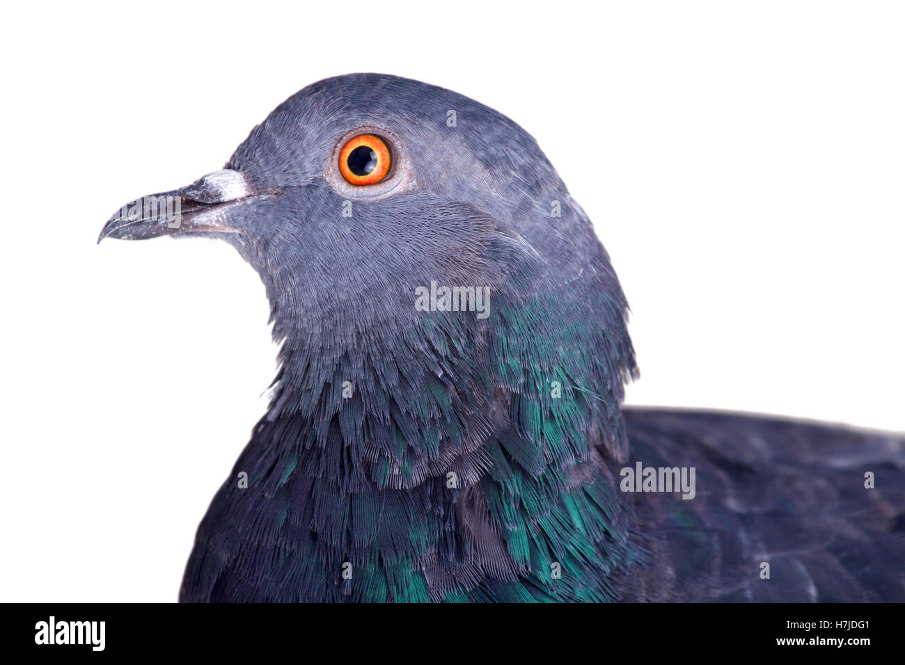 pigeon on a white background close up Stock Photo - Alamy